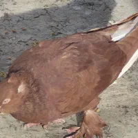 کبوتر‌۱۰تا‌نر‌.۳تا‌جوجه...۱۰۰تومن