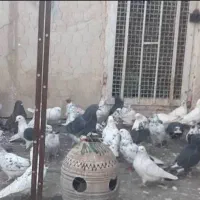 کفتر پرشی ساعت دار