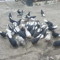 کبوتر دم سفید پرنده