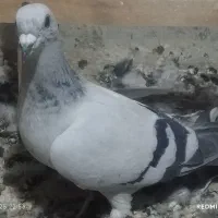 ماده شامی کرمانی