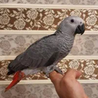 جوجه کاسکو دم قرمز رام و دستی سخنگو