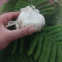 سیر درشت تازه