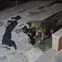 ژرمن نر ماده