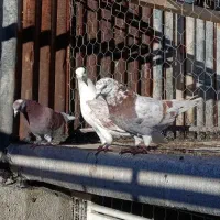 ۳عدد کفتر پرشی سرور