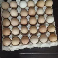 تخم مرغ محلی دانه 20000