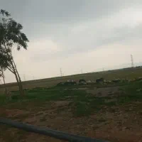 اجاره۱۵هکتارزمین کشاورزی دیم