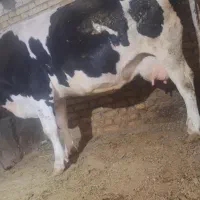 گاو جوان آبستن|حیوانات مزرعه|سجاس رود, |دیوار