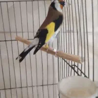 سهره نر ۴ گل