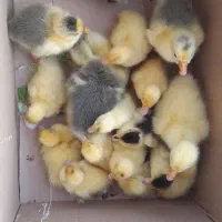 قوغاز و اردک روسی