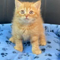 بچه. گربه. اصیل اماده واگذاری|گربه|تهران, صادقیه|دیوار