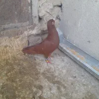 نر سرخ کرمونی