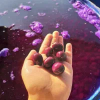 زیتون زغال اخته|خوردنی و آشامیدنی|کرج, آتشگاه|دیوار