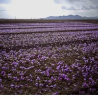 زمین زعفران همراه بانیم ساعت اب