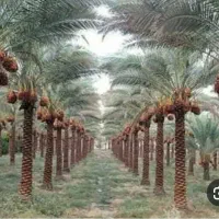 نیازمند تخیل کار