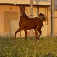 سوار بر لحظات)/مادیان کرد