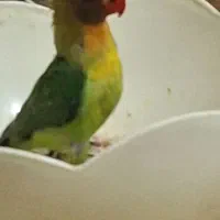 طوطی برزیلی دو ماهه تازه دون خور|پرنده|فردیس, شهرک شهید حسینی|دیوار