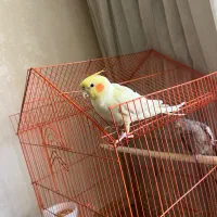 عروس هلندی|پرنده|شیراز, زرهی|دیوار
