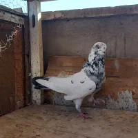کفتر  ۱۰تا گرفتنی|پرنده|ری, ولی آباد|دیوار