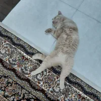 واگذاری گربه نژاد دار