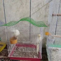 عروس گرینچیک فنچ