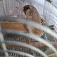 سهره کرمونی و سر سیاه تازه صاف کرده