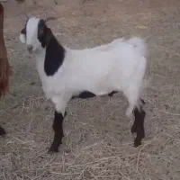 بزغاله نر