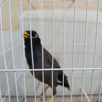 مرغ مینا کاملا سخنگو