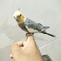 عروس هلندی