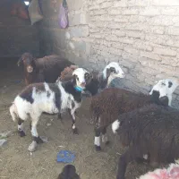 بره ماده بروجردی|حیوانات مزرعه|زاوه, |دیوار