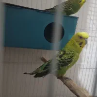 مرغ عشق جفت|پرنده|مشهد, قائم|دیوار