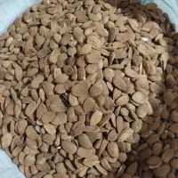 مغز بادام 7و8شاهرودی