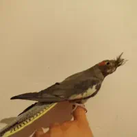 عروس هلندی دو عدد نر سخنگو و یک عدد ماده و قفس|پرنده|ساوه, |دیوار