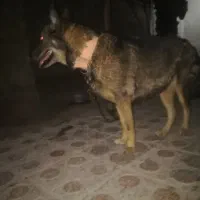 فروش سگ ژرمن پلییسی