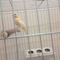 3تاقناری نر