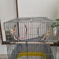 یک جفت عروس هلندی مولد