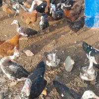 اردک اسرائیلی اصیل پروازی