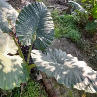 بابا آدم|گل و گیاه طبیعی|خشکبیجار, |دیوار