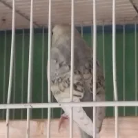 مرغ عشق آنتیک|پرنده|تربتحیدریه, مظفریه|دیوار