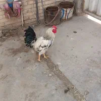 دوتا خروس و4تامرغ پاکوتا زینتی
