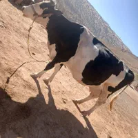 گاوسیمیتالجوان|حیوانات مزرعه|شباب, |دیوار