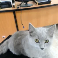 گربه بریتیش فروشی