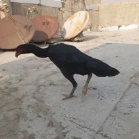 مرغ اوشاموالمانی مشکی