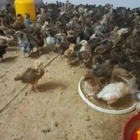 جوجه مرغ گلپایگانی