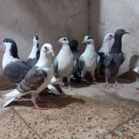 کبوتر