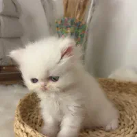 گربه پرشین سفید ماده