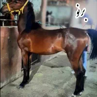 اسب کرد اصیل