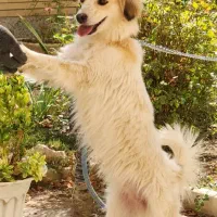 سگ پاپی|سگ|برخوار, |دیوار