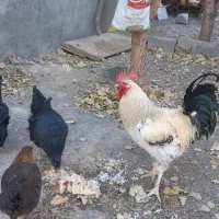 خروس و مرغ محلی