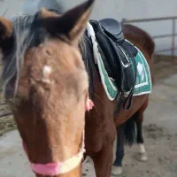 اسب|اسب و تجهیزات اسب‌سواری|کرمان, |دیوار