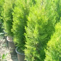 فروش و خرید انواع کاج و شمشاد طلای|خدمات باغبانی و درختکاری|قائمشهر, |دیوار